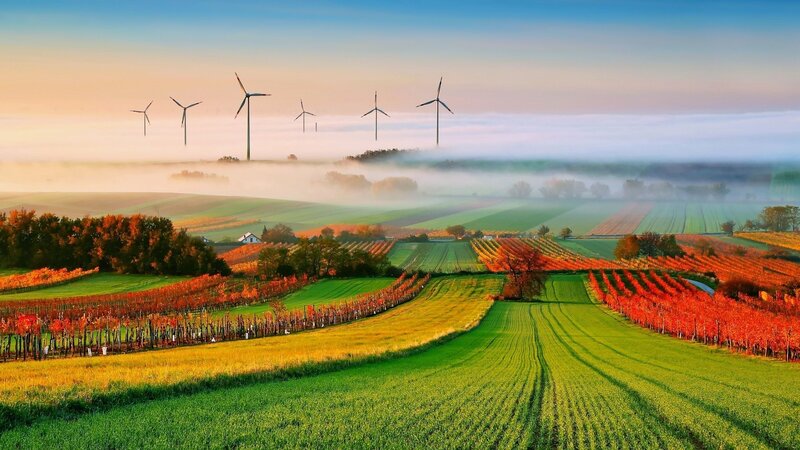 Wind Turbines in Vineyard — Green, Serene