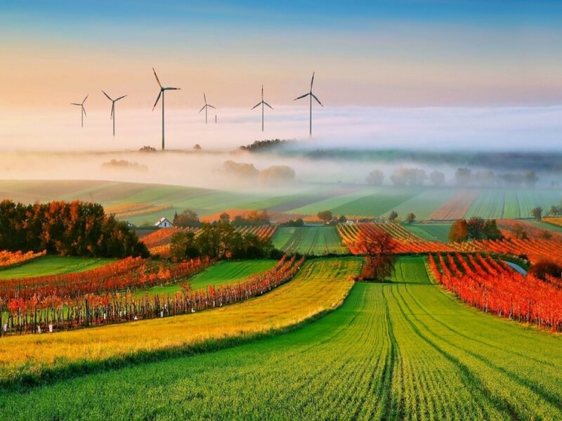 Wind Turbines in Vineyard — Green