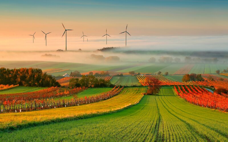 Wind Turbines in Vineyard