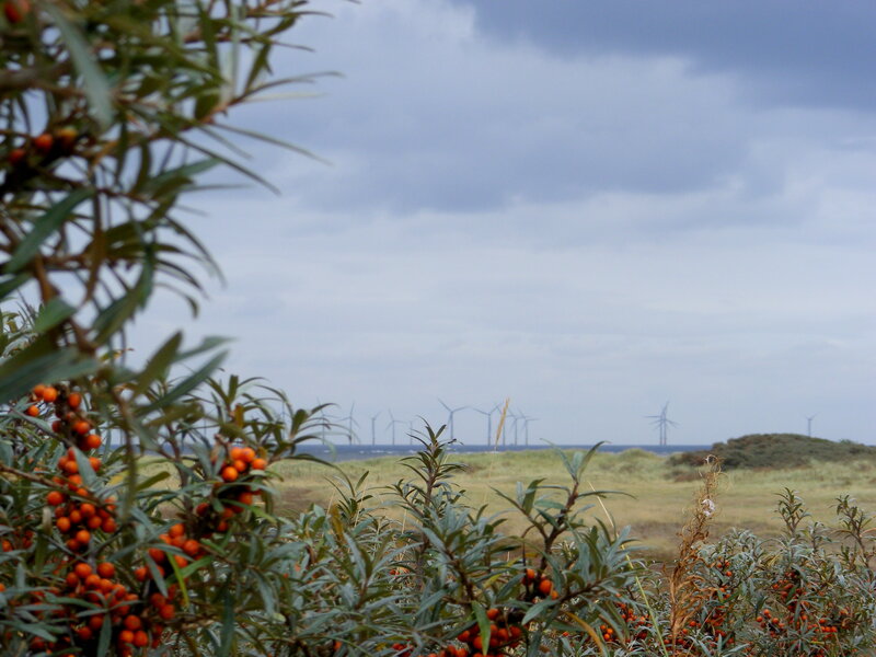 Wind turbines on a coastal dune