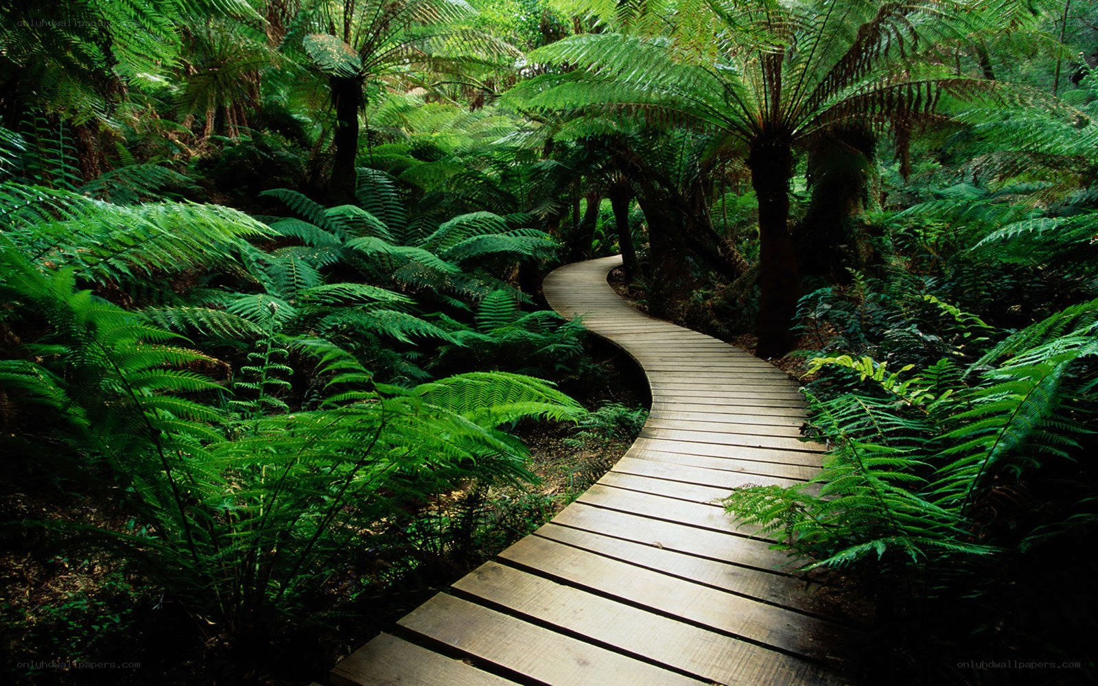 Winding boardwalk through fern forest