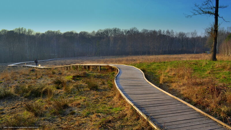 Winding boardwalk through marshland