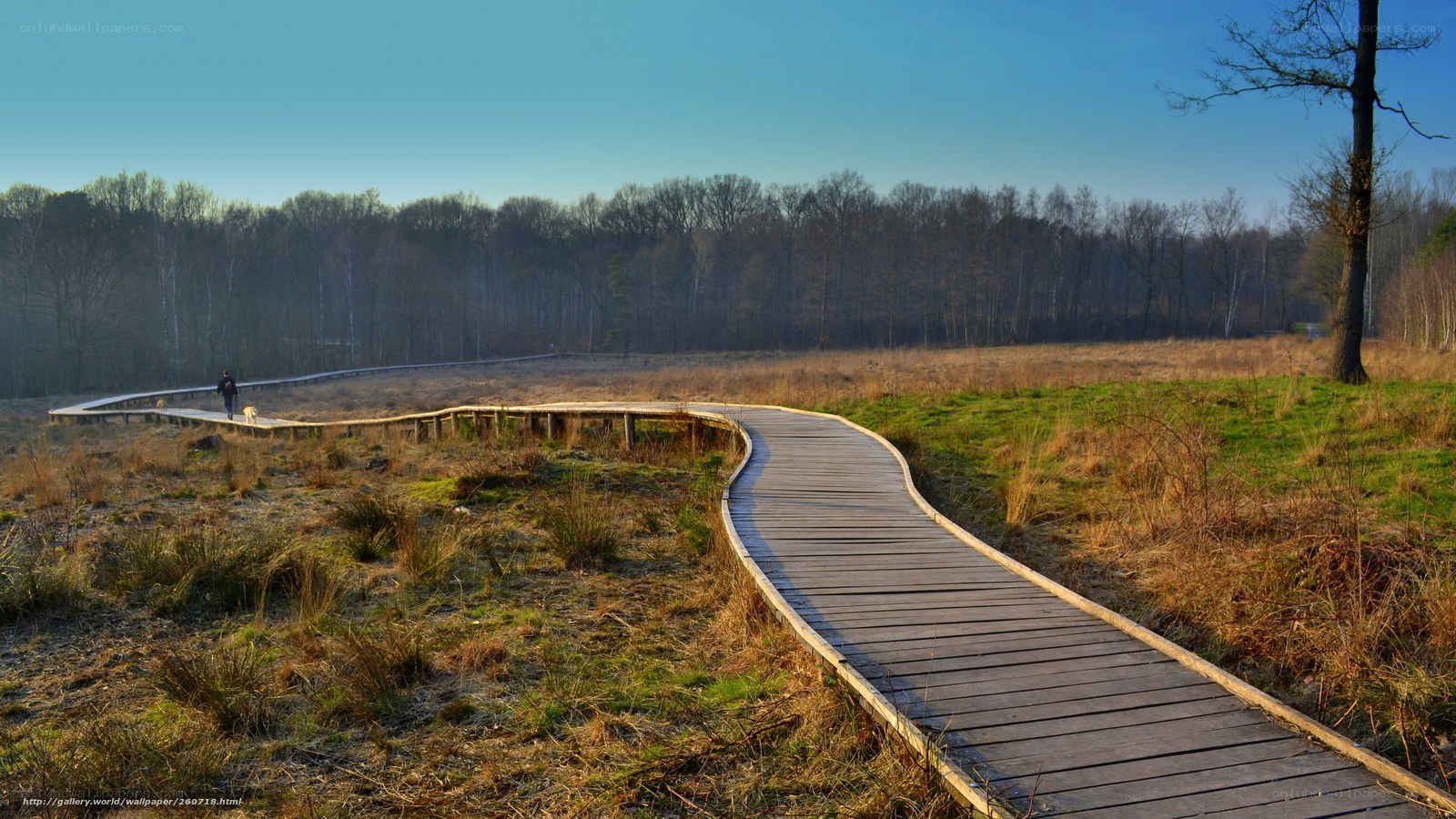 Winding boardwalk through marshland