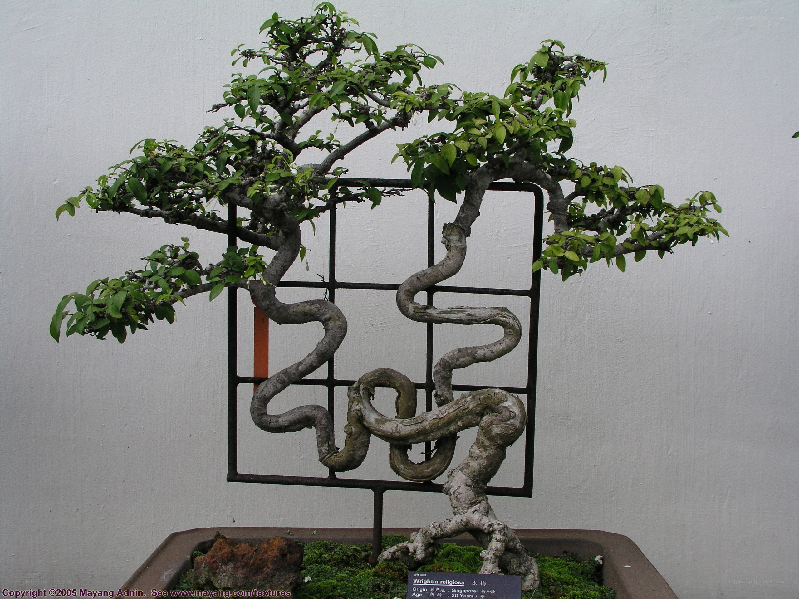 Winding bonsai tree