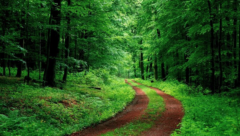Winding Dirt Path — Green, Serene, Afternoon, Photograph, Forest, Trees