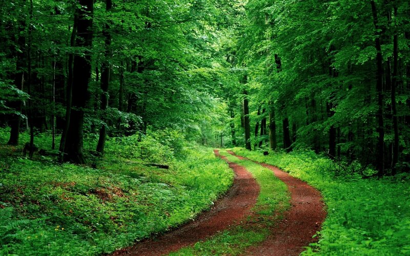 Winding Dirt Path — Green, Serene, Afternoon, Photograph