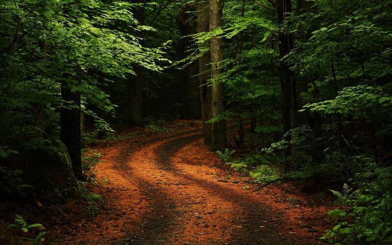 Winding Dirt Path — Green, Serene, Afternoon, Photograph, Trees, Forest