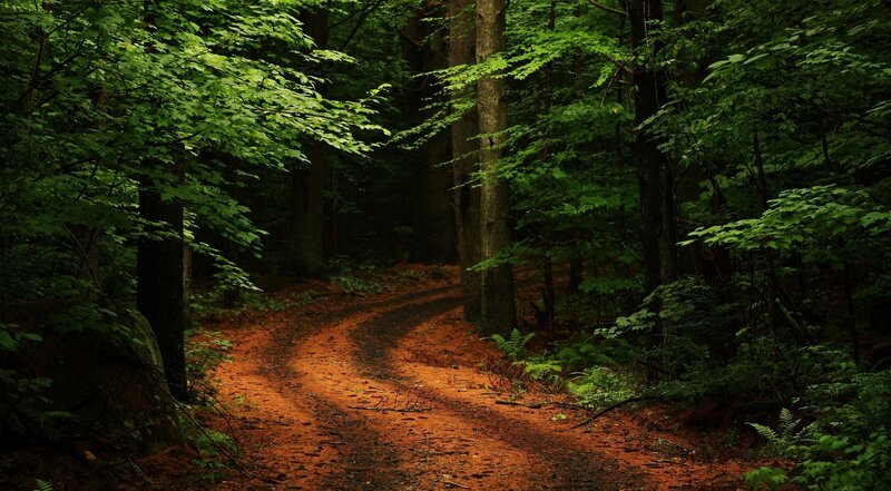 Winding Dirt Path — Green, Serene, Afternoon, Photograph, Trees
