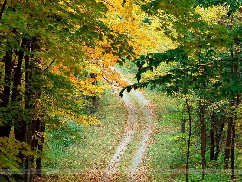 Winding Dirt Path — Green, Serene, Autumn, Photograph, Trees, Leaves