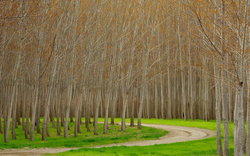 Winding Dirt Path — Green, Serene, Autumn