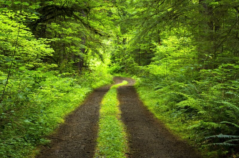 Winding Dirt Path — Green, Serene, Morning, Photograph