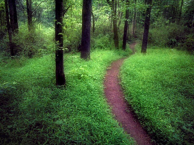 Winding Dirt Path — Green, Serene, Morning