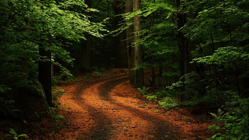 Winding Dirt Path — Green, Serene, Night