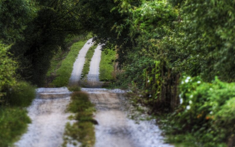 Winding Dirt Path — Green, Serene, Photograph
