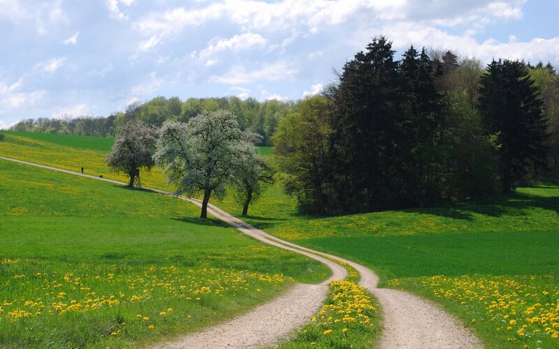 Winding Dirt Path — Green, Serene, Spring, Photograph, Trees, Dandelions