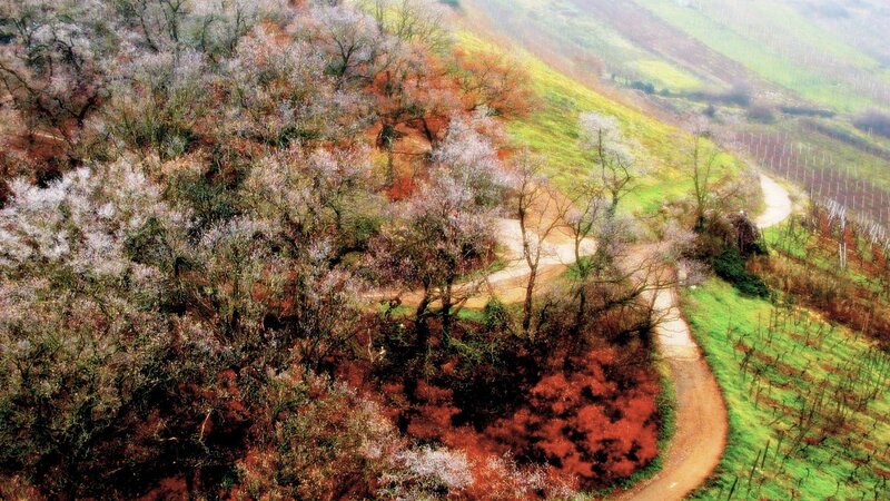 Winding Dirt Path — Green, Serene, Spring, Photograph, Trees