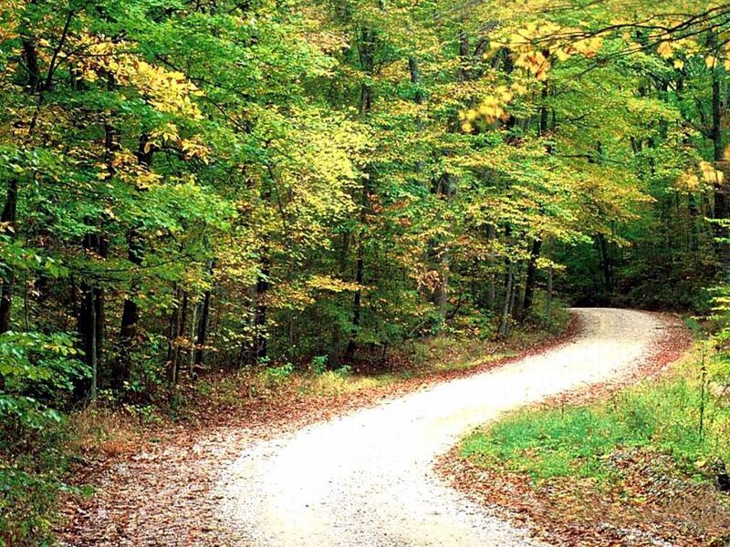 Winding Dirt Path — Green, Serene