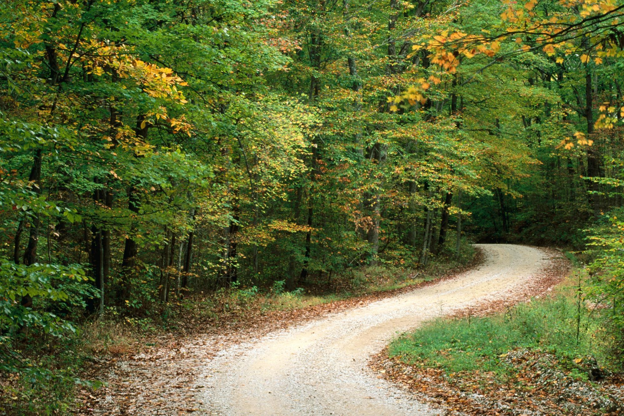 Winding dirt path in autumn forest