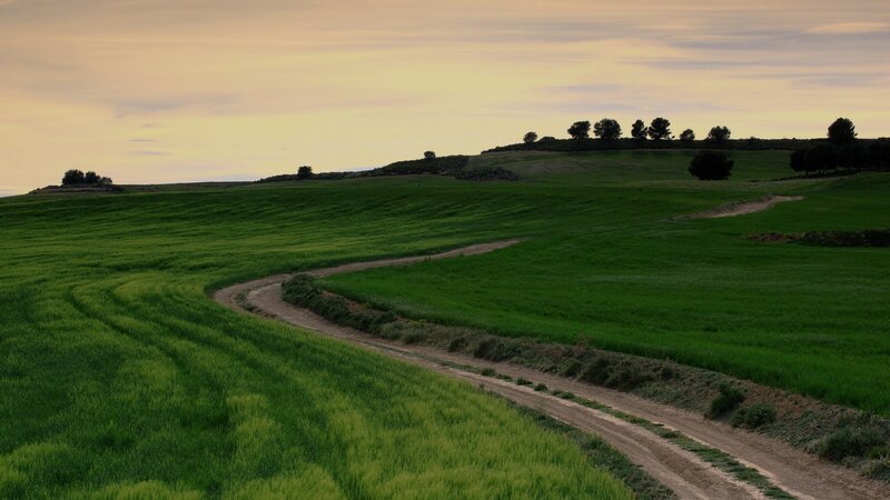 Winding Dirt Path in Field