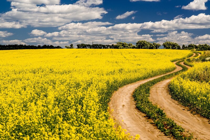 Winding Dirt Path — Yellow
