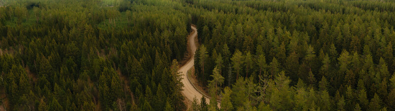 Winding Dirt Road — Green, Serene, Afternoon, Photograph, Forest