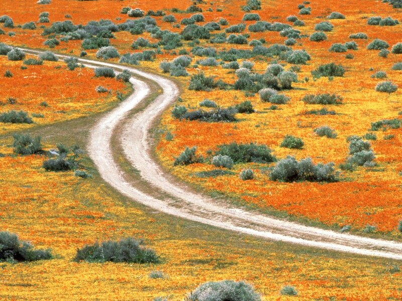 Winding Dirt Road — Orange, Serene