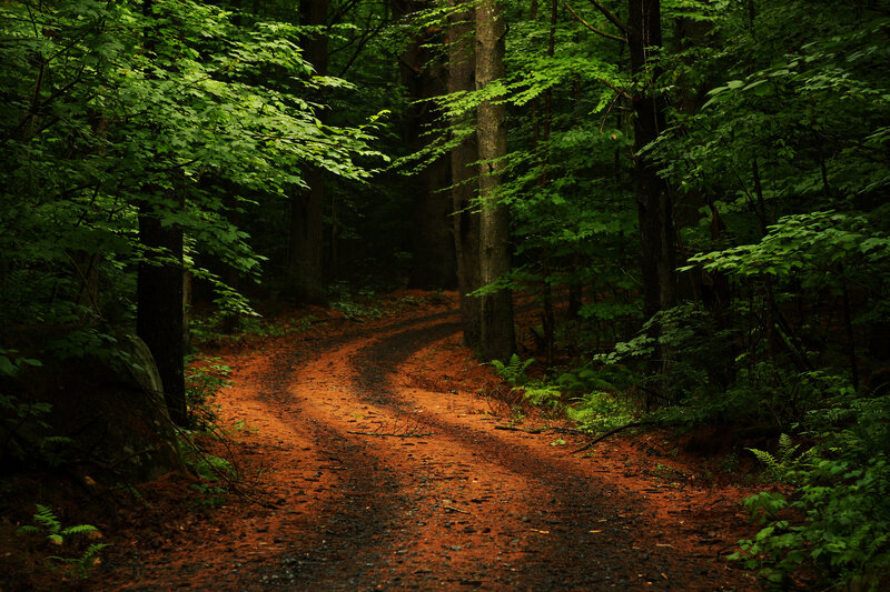 Winding Forest Path — Green, Serene, Afternoon