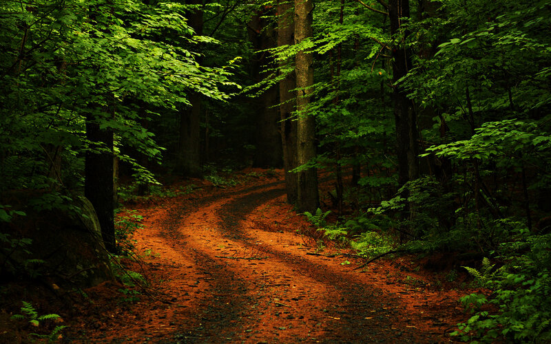 Winding Forest Path — Green, Serene