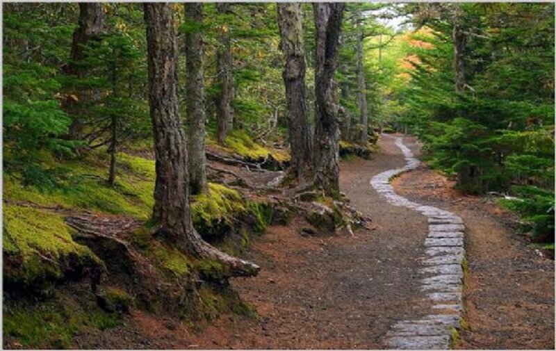 Winding Forest Path — Green