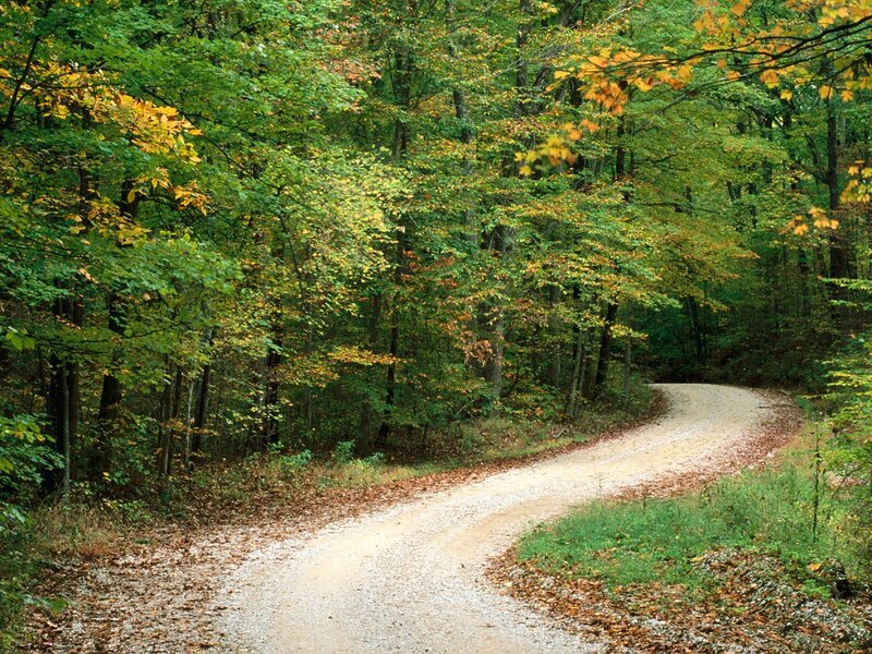 Winding forest path in autumn