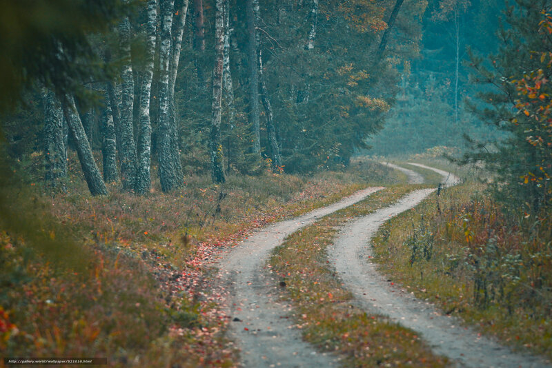 Winding forest path in autumn