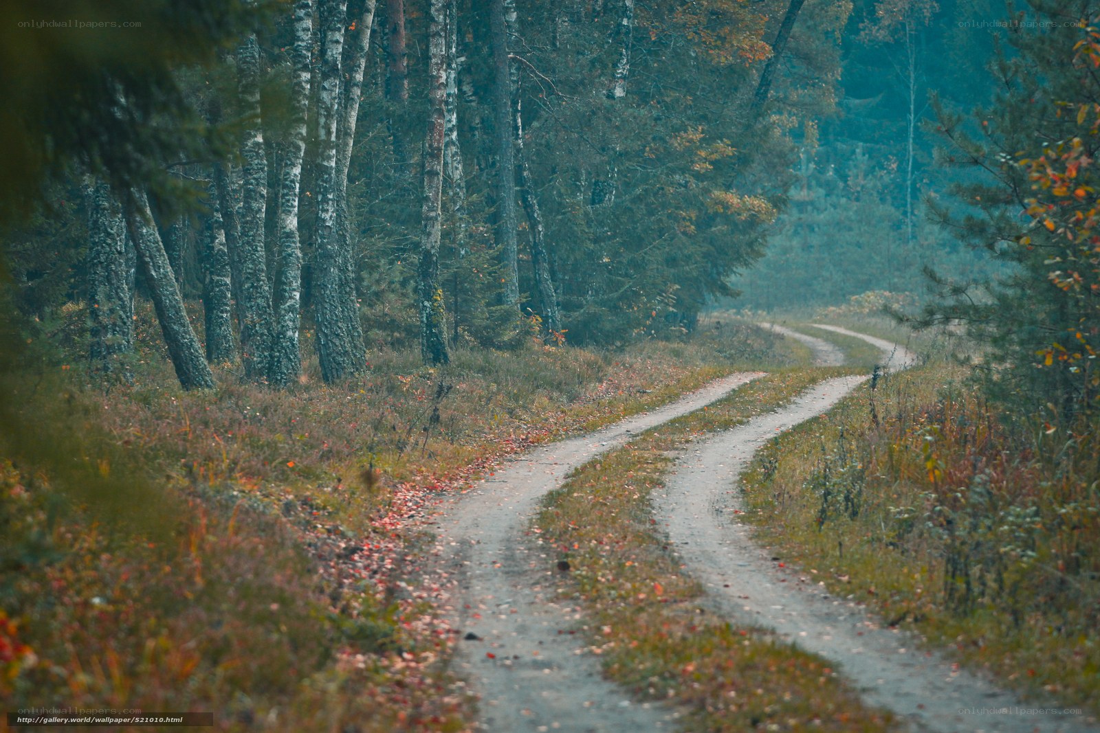 Winding forest path in autumn