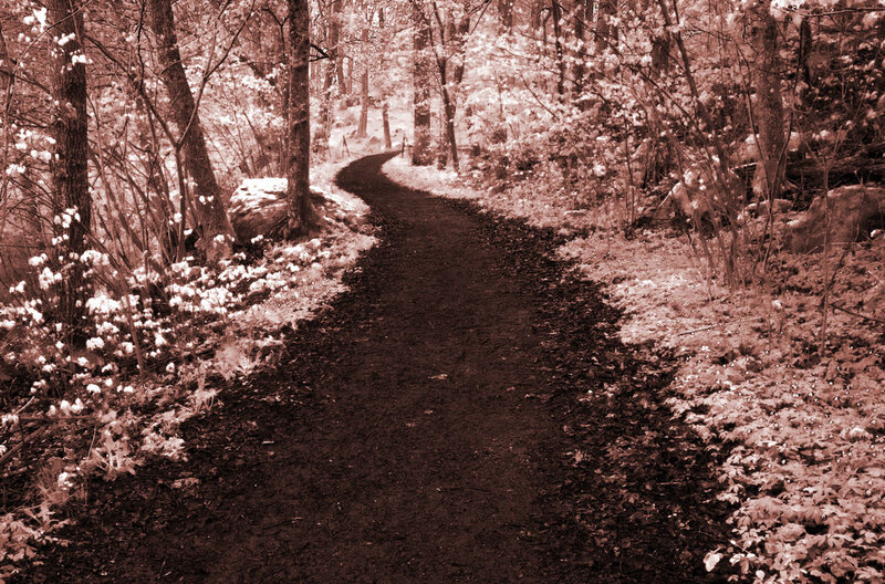 Winding Forest Path