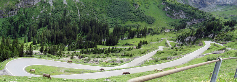 Winding mountain road with cows