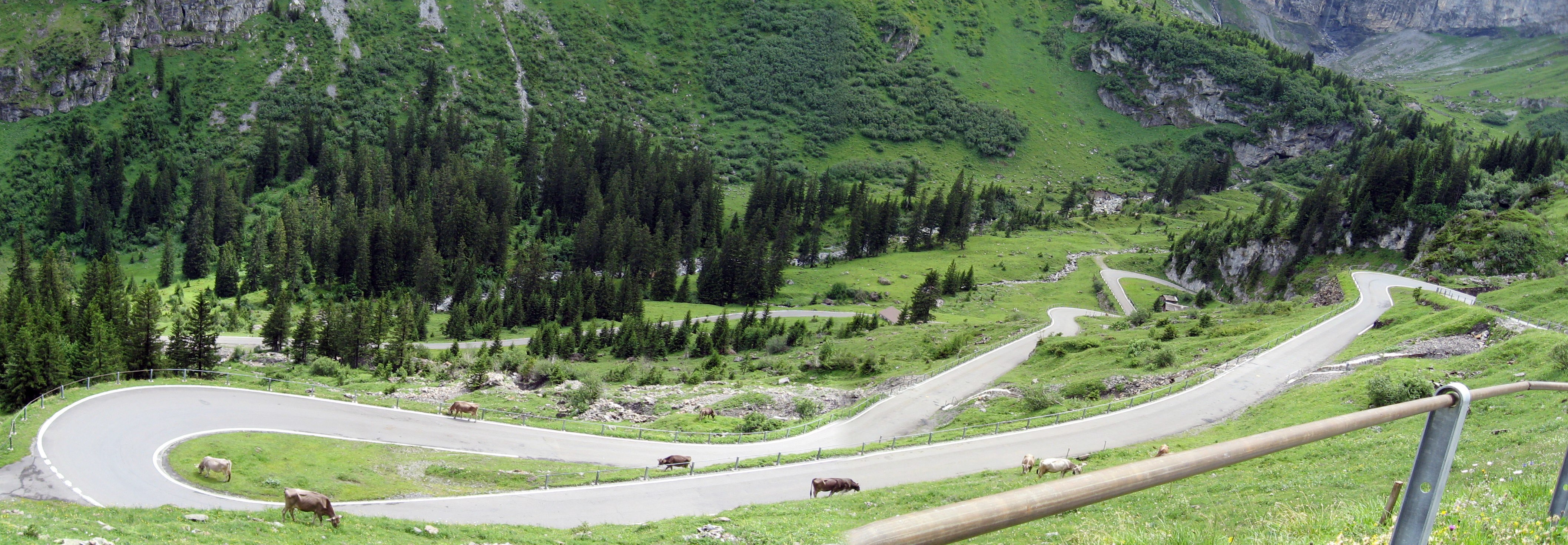 Winding mountain road with cows