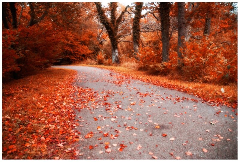 Winding Path in Autumn Forest — Orange, Serene, Photograph