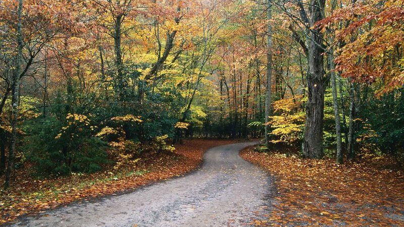Winding Path in Autumn Forest — Orange, Serene, Photograph, Trees, Leaves, Yellow