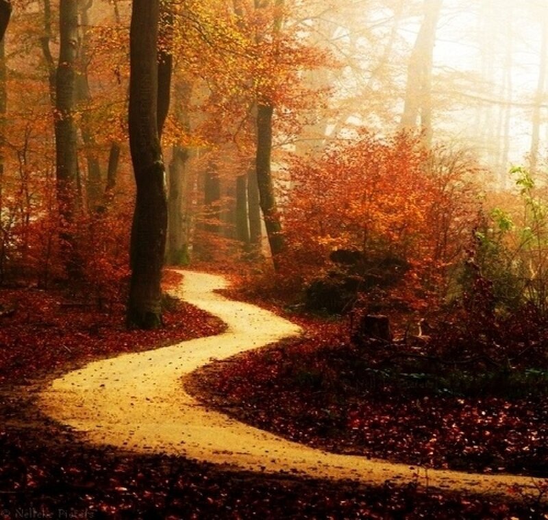 Winding Path in Autumn Forest — Orange, Serene, Photograph, Trees