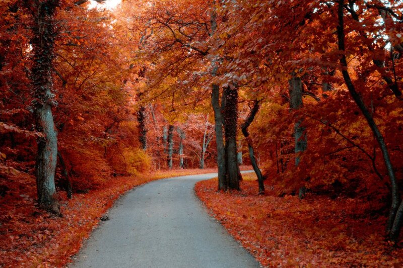 Winding Path in Autumn Forest — Red, Serene, Photograph