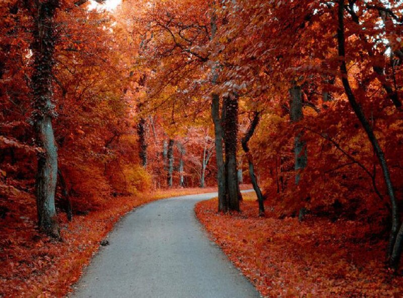 Winding Path in Autumn Forest — Red, Serene