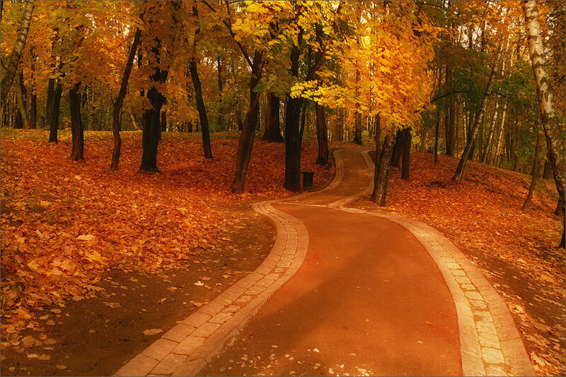 Winding Path in Autumn Forest
