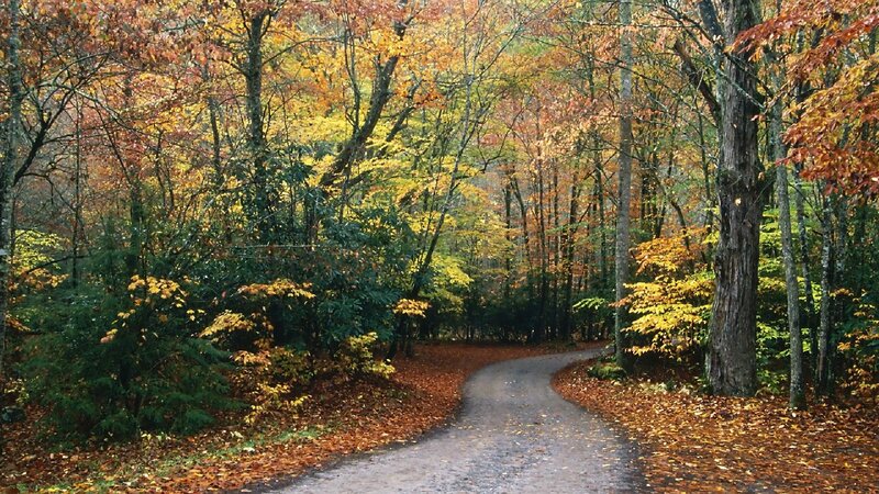 Winding Path in Autumn Forest — Yellow, Serene, Photograph