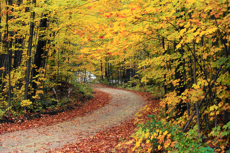 Winding Path in Autumn Forest — Yellow, Serene, Photograph, Trees
