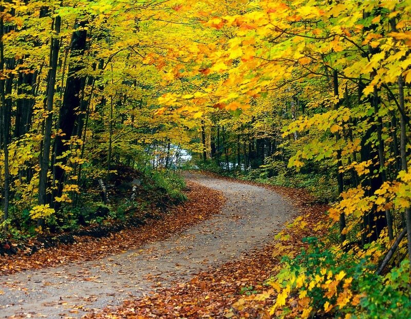 Winding Path in Autumn Forest — Yellow