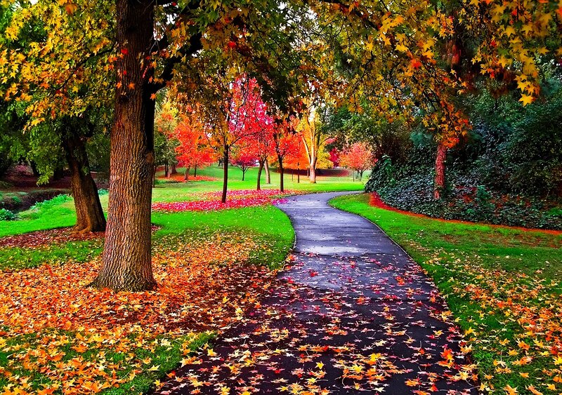 Winding Path in Autumn Park — Green