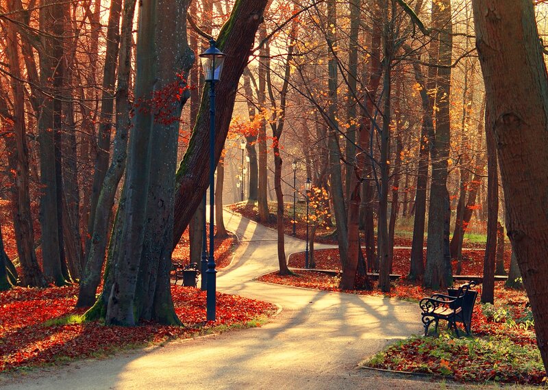 Winding Path in Autumn Park — Orange