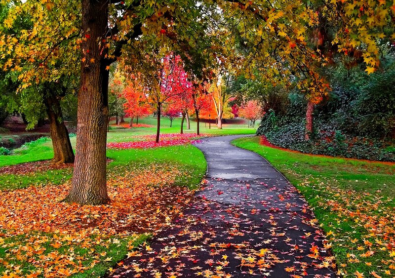 Winding Path in Autumn Park
