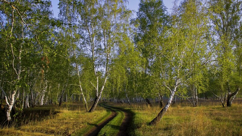 Winding Path in Birch Forest