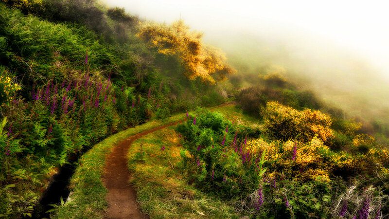 Winding Path in Foggy Forest — Green