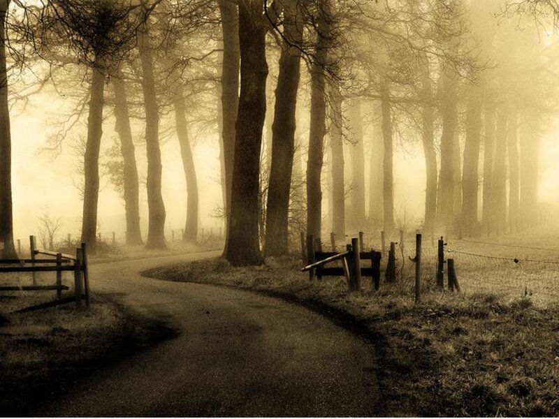 Winding Path in Foggy Forest